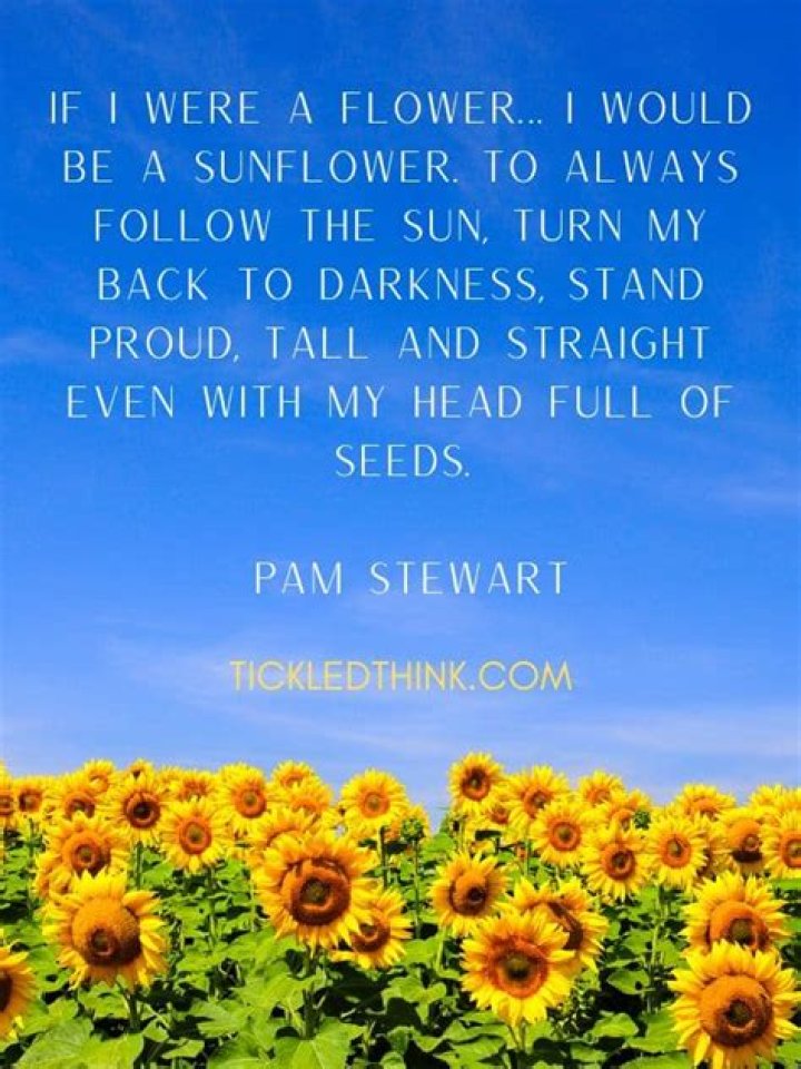 A Splash Of Sunshine: Sunflower Sayings To Brighten Your Day
