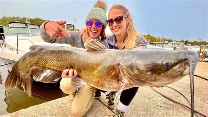 Catch The Delicacy Of Maine Catfish Today!