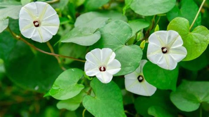 Discover Sara Underwood's Age: A Comprehensive Guide