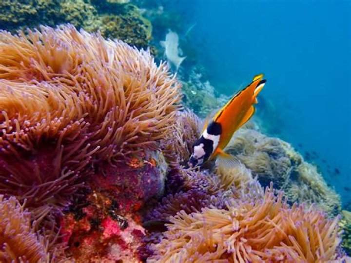 Discover The Enchanting Sounds Of The Sea: A Marine Song Symphony
