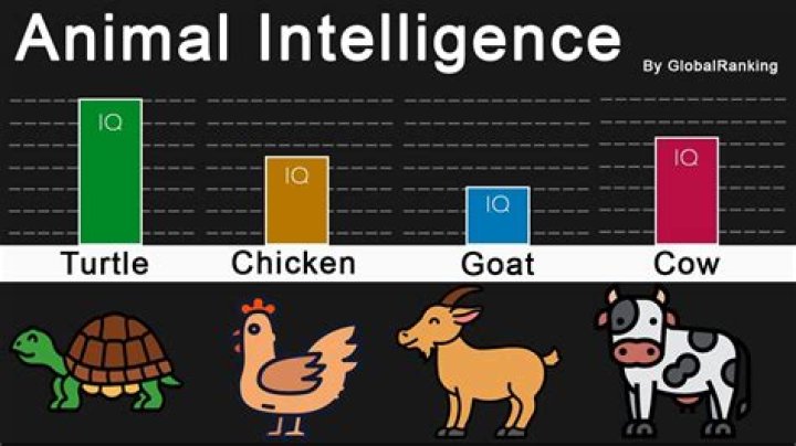 Discover The Intelligence Of Animals: A Guide To Animal IQ