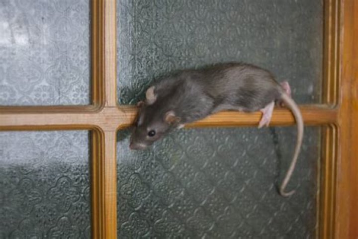 Discover The Secrets Of Repelling Mice With Pine-Sol: Unexpected Insights Uncovered