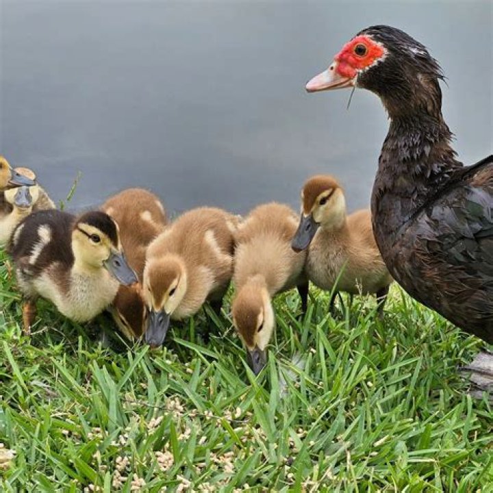 The Ultimate Guide To Mother Of Goslings: Everything You Need To Know